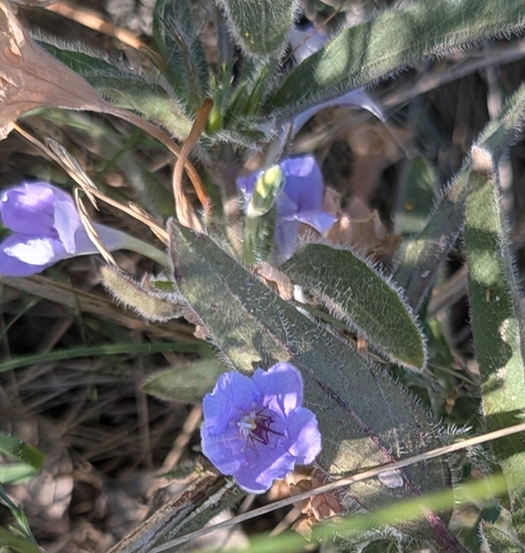 Ruellia humilis observed 2026-10-26