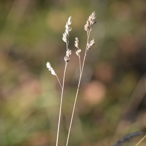 Dactylis glomerata observed 2026-10-28