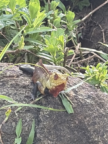 Calotes versicolor observed 2026-10-28