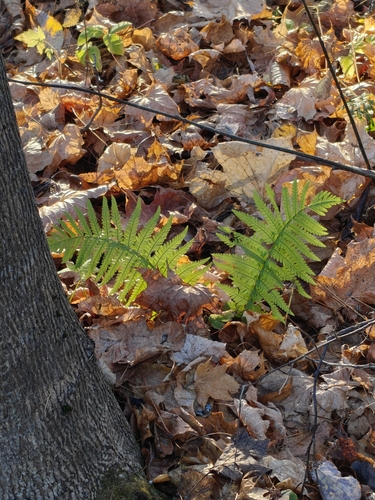 Dryopteris filix-mas observed 2026-10-28