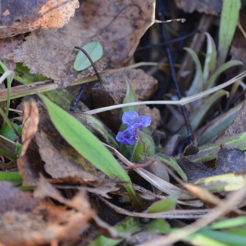 Pulmonaria mollis observed 2026-10-28