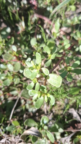 Portulaca oleracea observed 2026-10-28