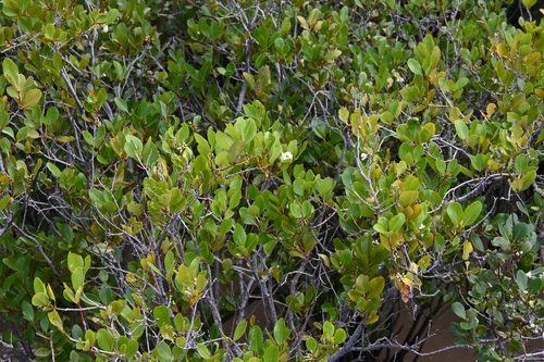 Aegiceras corniculatum observed 2026-10-28
