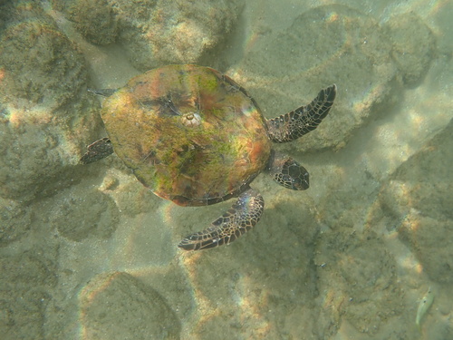 Chelonia mydas observed 2026-10-28