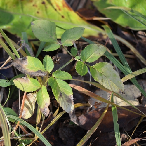 Angelica sylvestris observed 2026-10-28