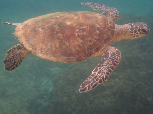 Chelonia mydas observed 2026-10-28