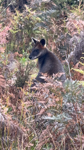 Macropus observed 2026-10-28