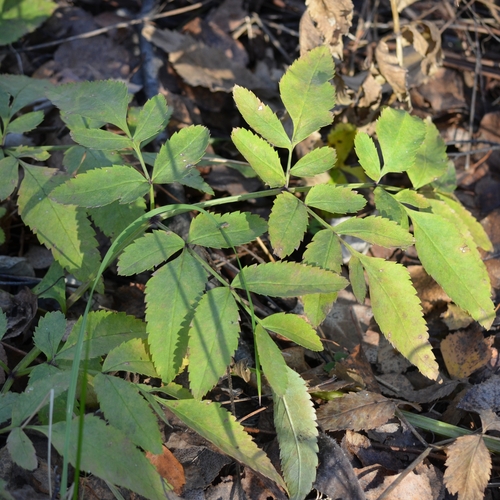 Angelica sylvestris observed 2026-10-28