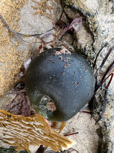 Codium observed 2026-10-27