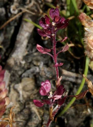 Image of Lepidium papillosum by (c) Russell Best, some rights reserved (CC BY)