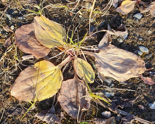 Plantago major observed 2026-10-28