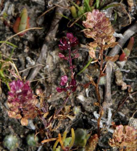 Image of Lepidium papillosum by (c) Russell Best, some rights reserved (CC BY)