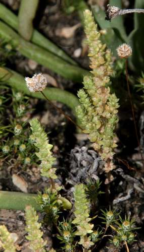 Image of Crassula colorata by (c) Russell Best, some rights reserved (CC BY)