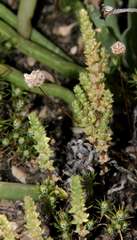Crassula colorata