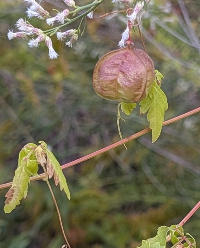 Cardiospermum halicacabum observed 2026-10-27