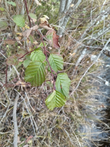 Alnus incana observed 2026-10-28