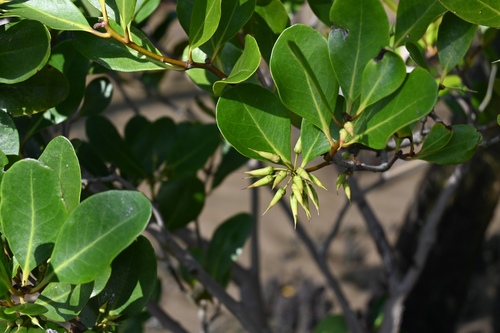 Aegiceras corniculatum observed 2026-10-28