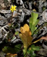 Goodenia pusilliflora