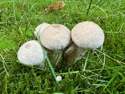 Lycoperdon perlatum observed 2026-10-28