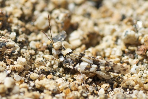 McNeill's White Grasshopper
