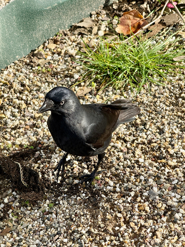 Corvus observed 2026-10-28