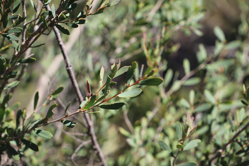 Leptospermum observed 2026-10-28