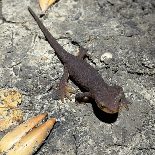 Taricha torosa observed 2026-10-25