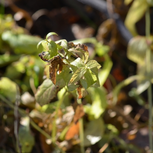 Mentha arvensis observed 2026-10-28