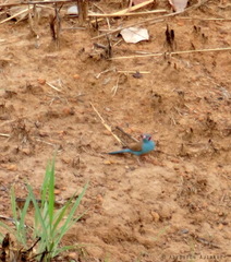 Uraeginthus bengalus