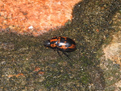 Cyclocephala mafaffa