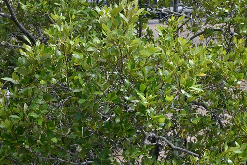 Avicennia marina observed 2026-10-28