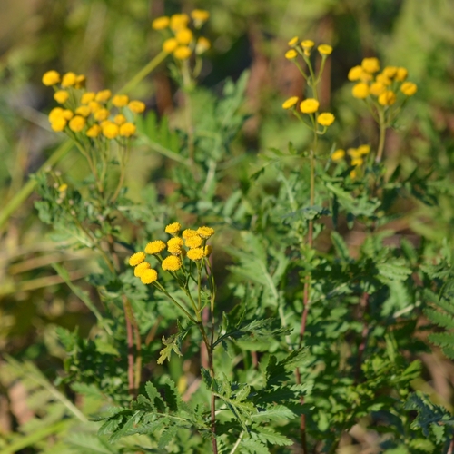 Tanacetum vulgare observed 2026-10-28