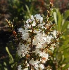 Styphelia exarrhena