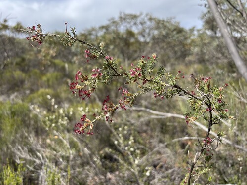 Calytrix tetragona observed 2026-10-28