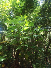 Erythrina ×sykesii