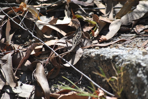 Diporiphora australis observed 2026-10-24