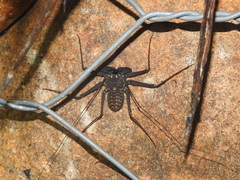 Phrynus whitei