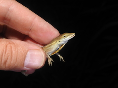 Anolis wellbornae