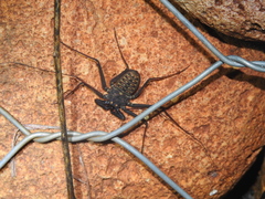 Phrynus whitei