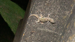 Hemidactylus turcicus