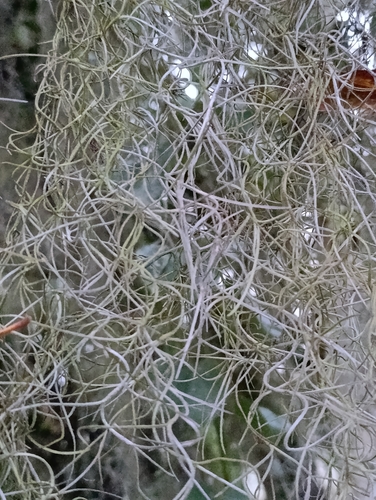 Tillandsia usneoides observed 2026-10-28