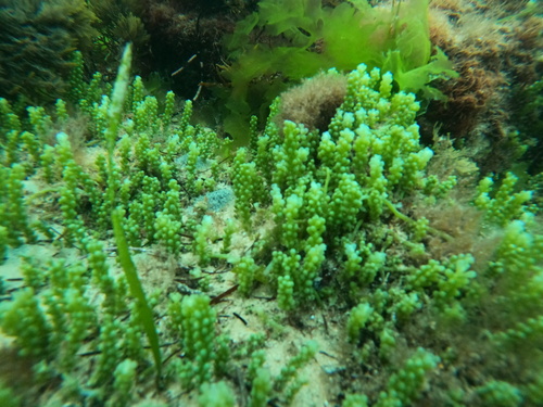 Caulerpa observed 2026-10-28