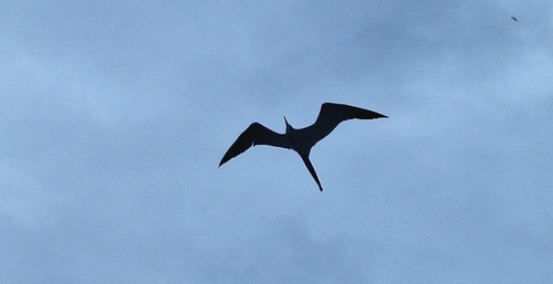Aves observed 2026-10-28