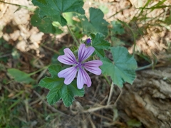 Malva sylvestris