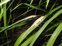 Anolis wellbornae
