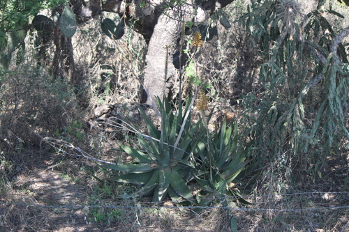 Aloe officinalis, photograph 1