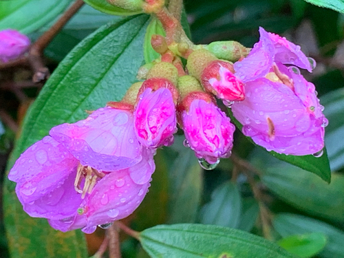 Melastoma malabathricum observed 2026-10-28