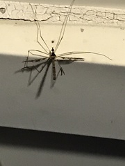 Tipulomorpha