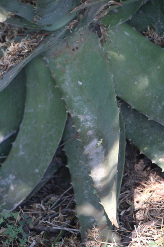 Aloe officinalis, photograph 2
