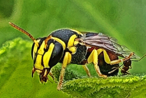 Hylaeus observed 2026-10-28